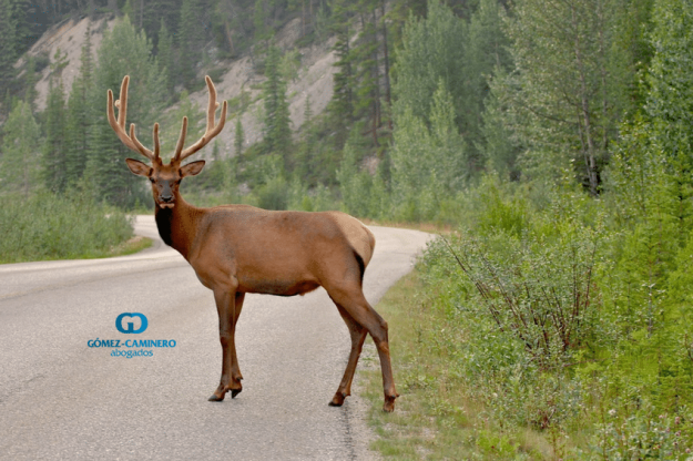 Especies Cinegéticas Especies Cinegéticas