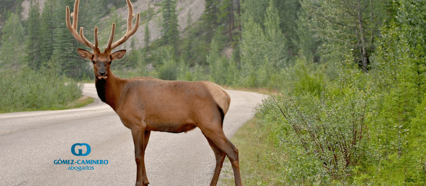 Especies Cinegéticas Especies Cinegéticas