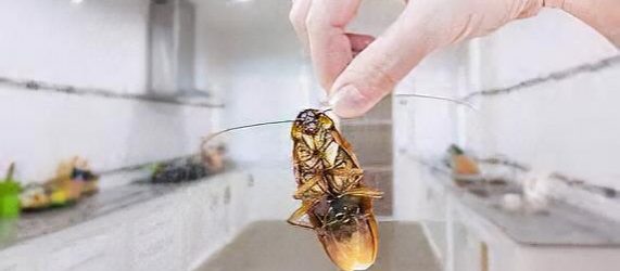 cucarachas vicios ocultos